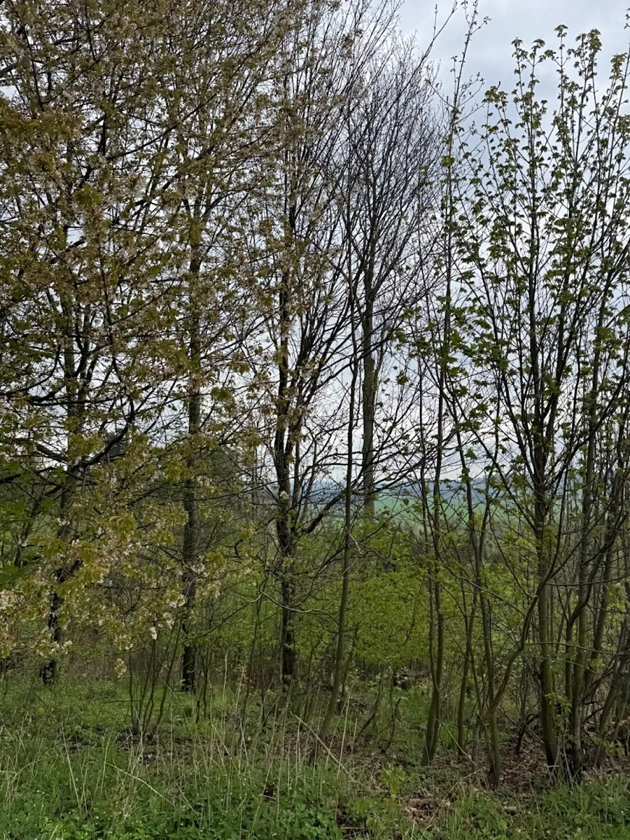 Fotka 6 z 15